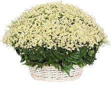 Цветочная композиция из Ромашки в корзине #REPLACE_PRED# Восточный